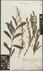 Foto von Salix purpurea L.